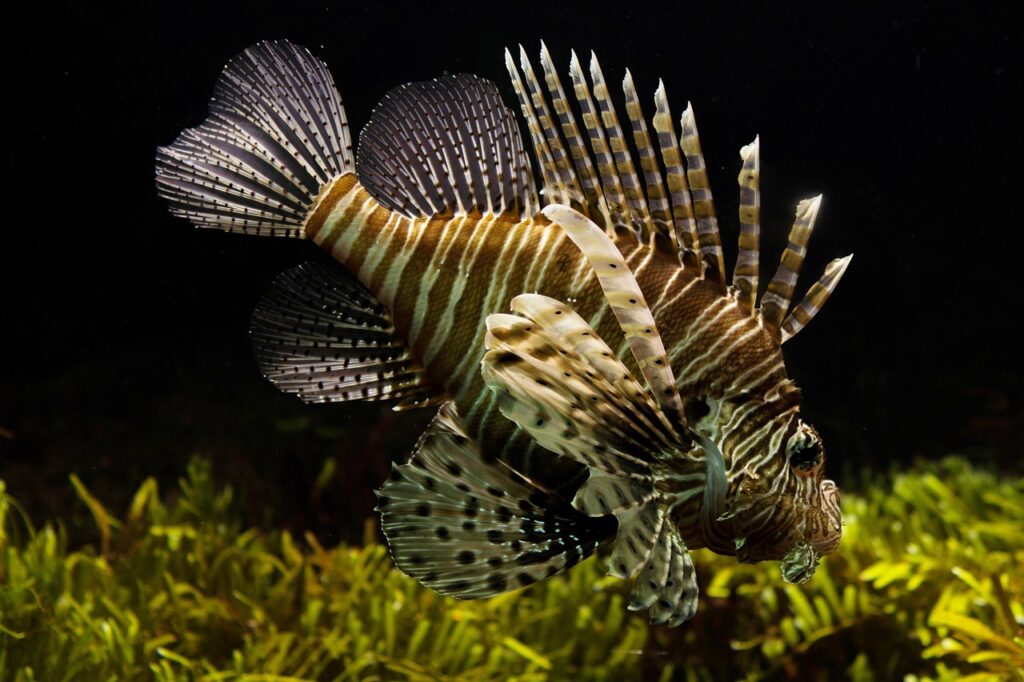 lionfish-711799_1280