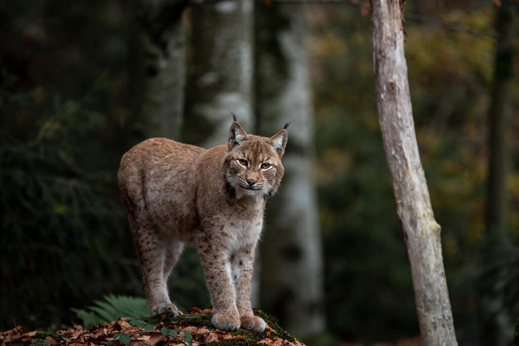 lynx