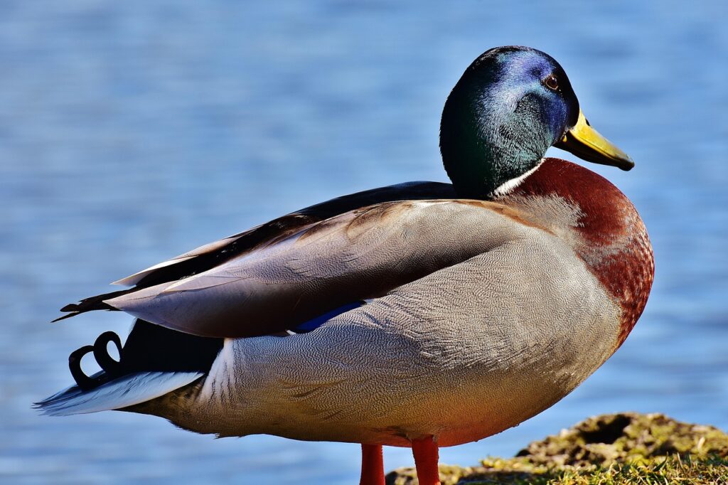 Mallard Duck