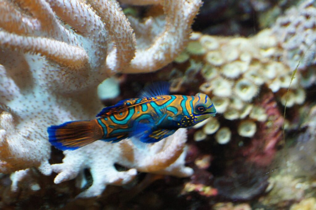 Mandarinfish