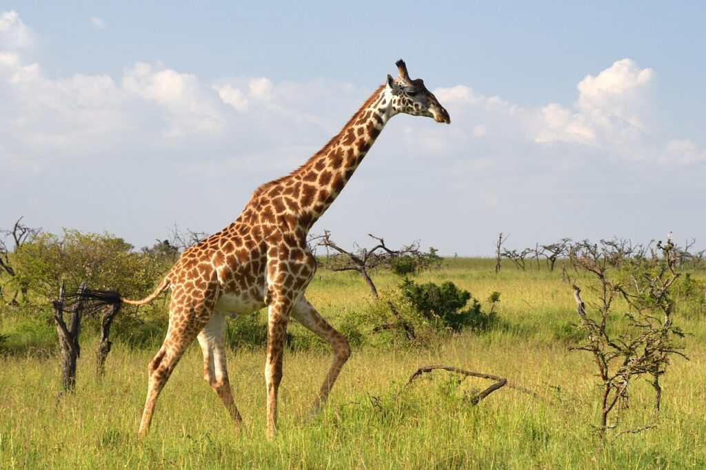 Giraffe