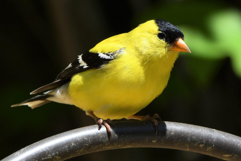An American Goldfinch