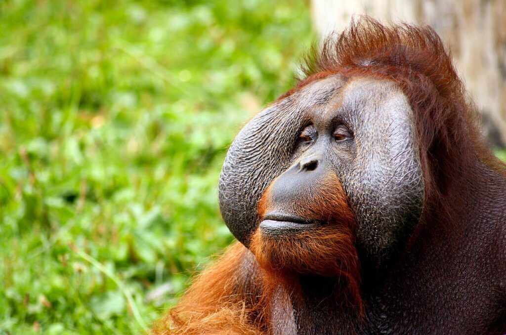 orangutan