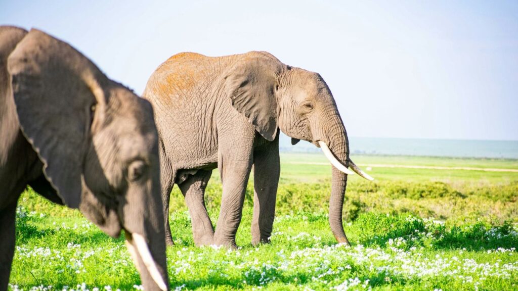 African Elephants
