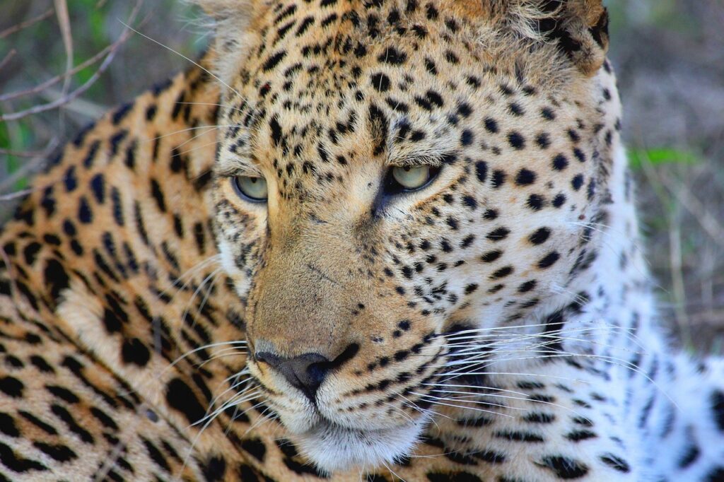 Cheetah