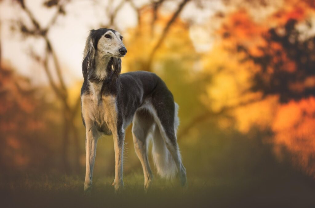 saluki