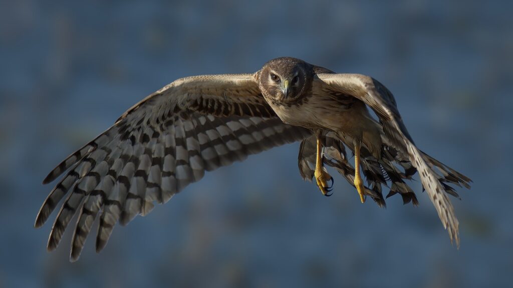 Northern Hawk Owl