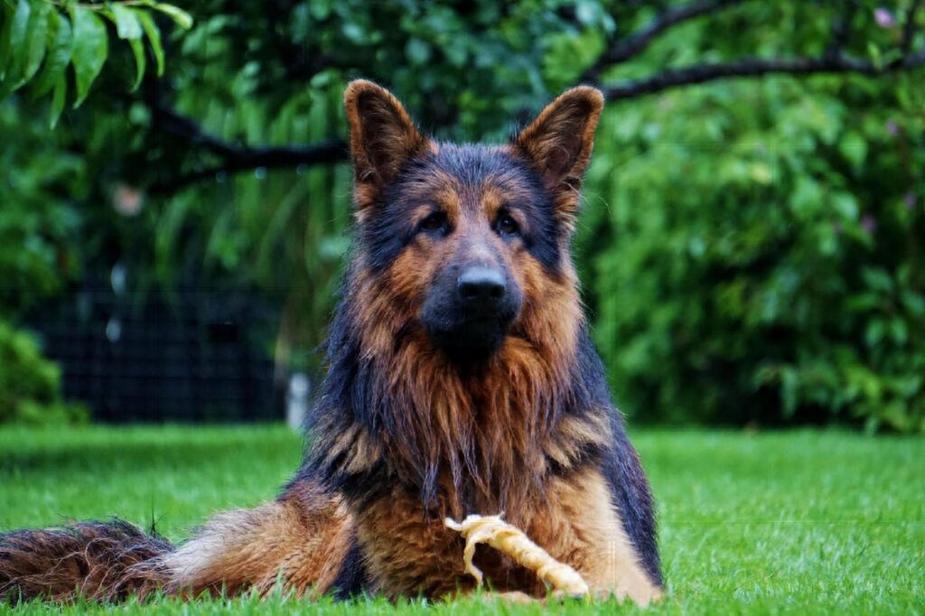 The Long-Haired German Shepherd