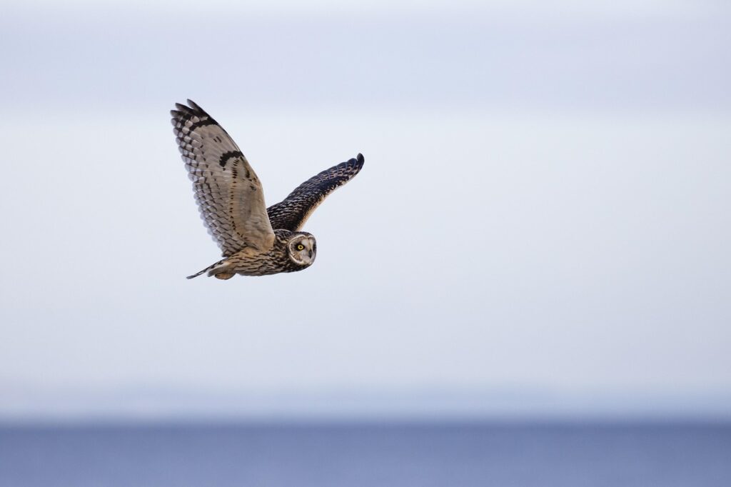 Short-Eared Owl