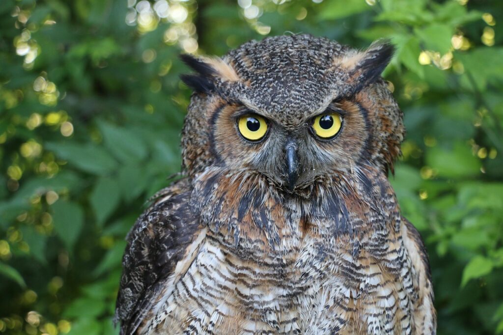 Great Horned Owl
