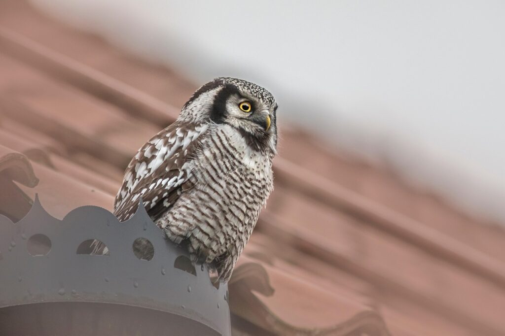Northern Hawk Owl