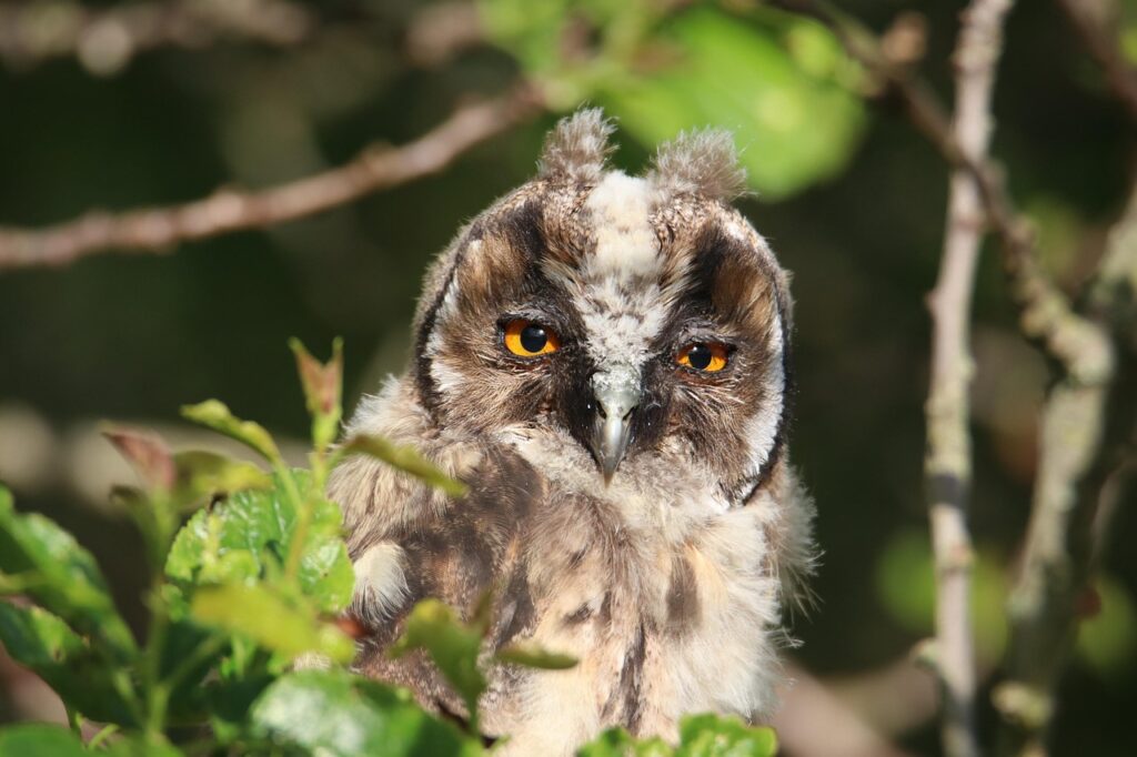 Long-Eared Owl
