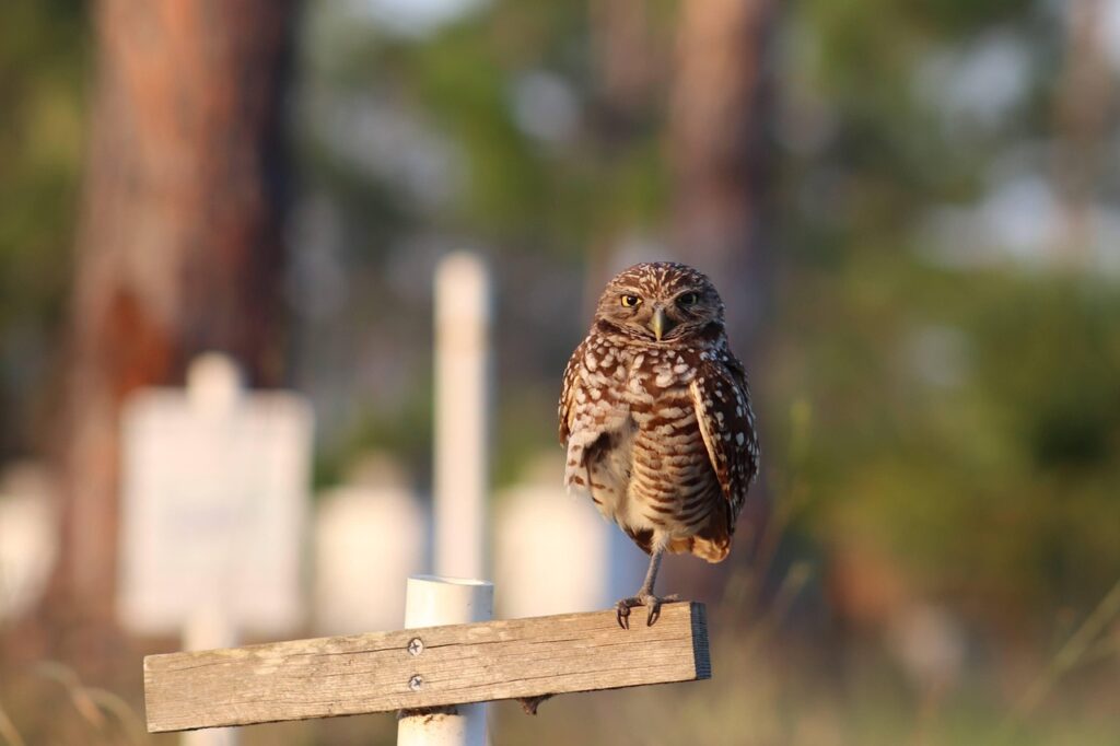 Burrowing Owl