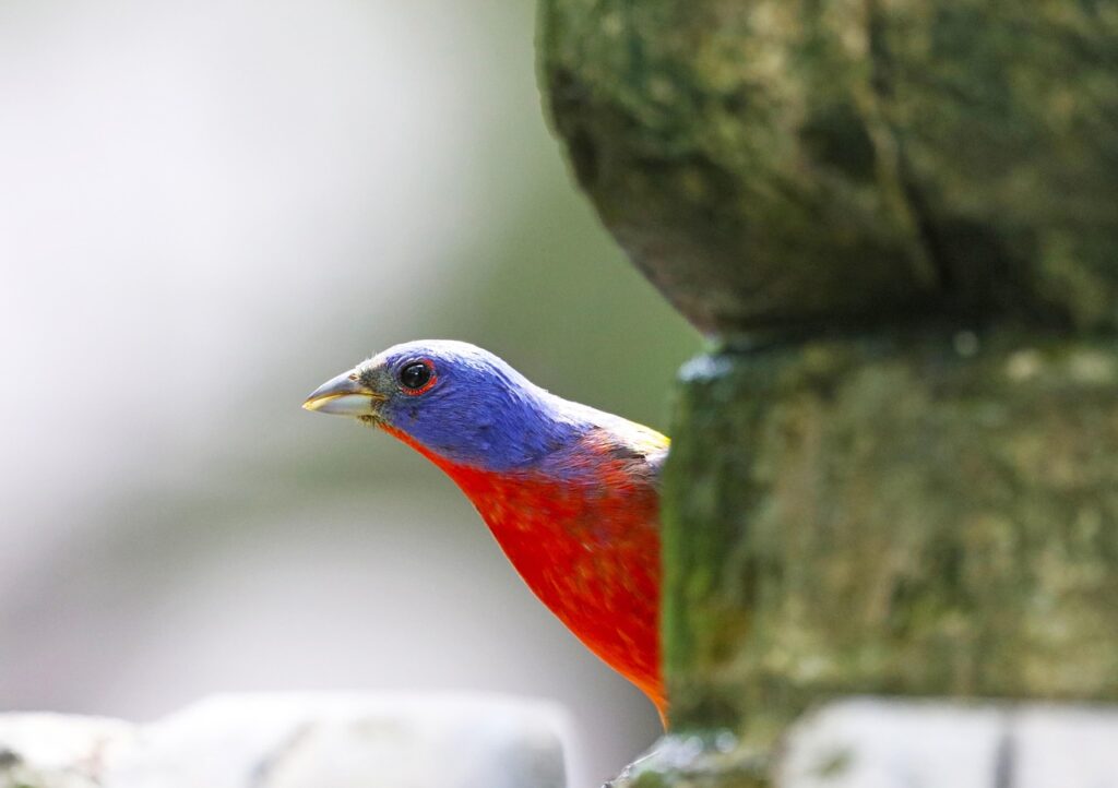 Painted Bunting