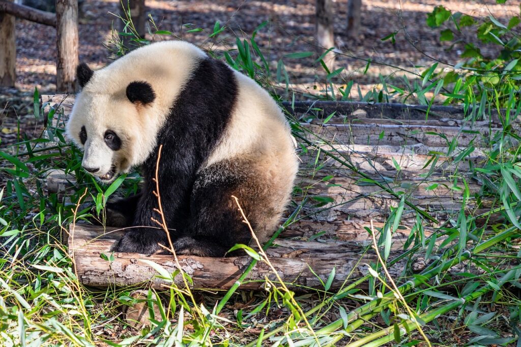 giant panda