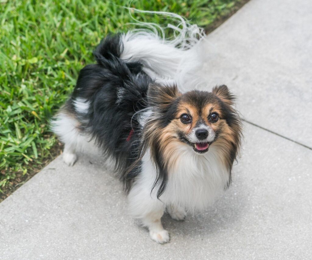 Papillon