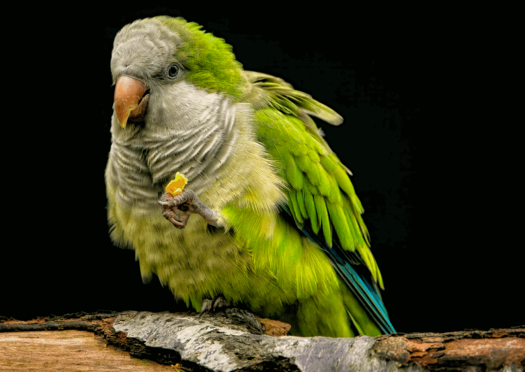 Parrot eating food