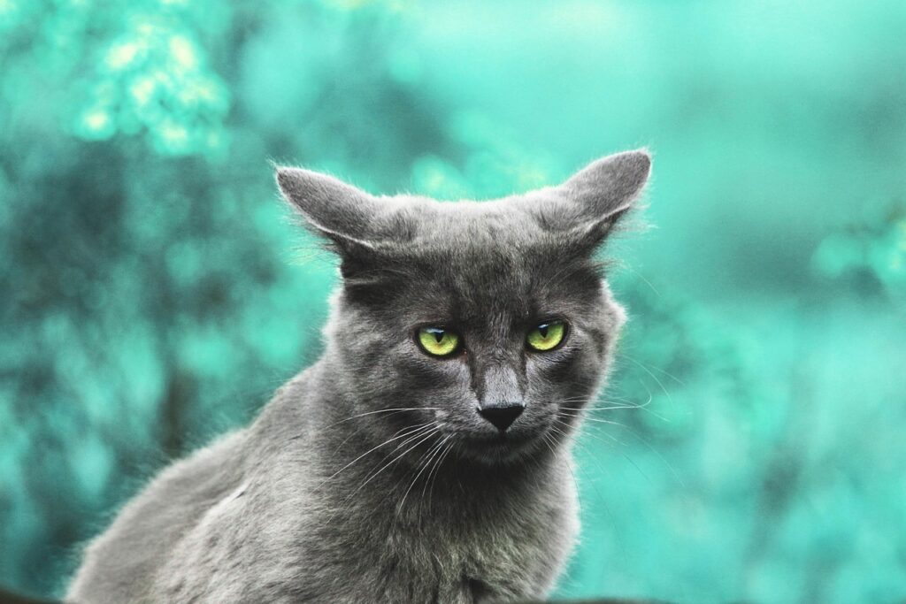 Pet cat in a vibrant setting