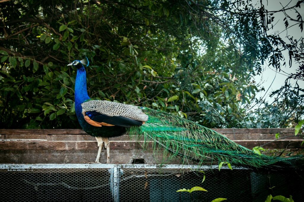 Indian Peafowl