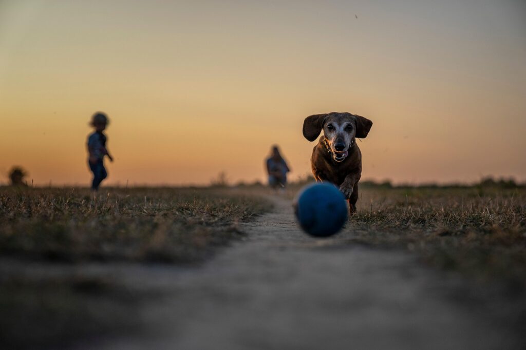 Dog play