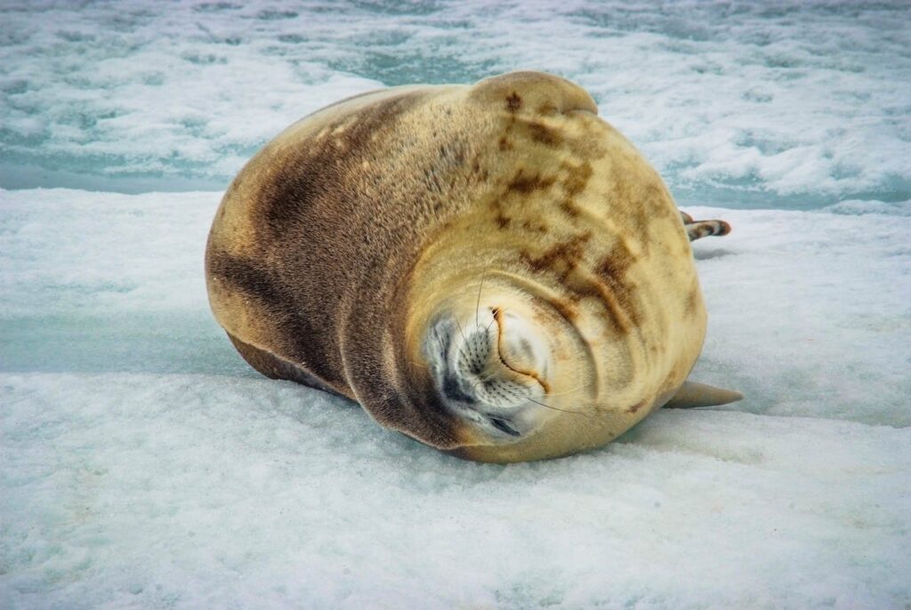  Weddell Seal