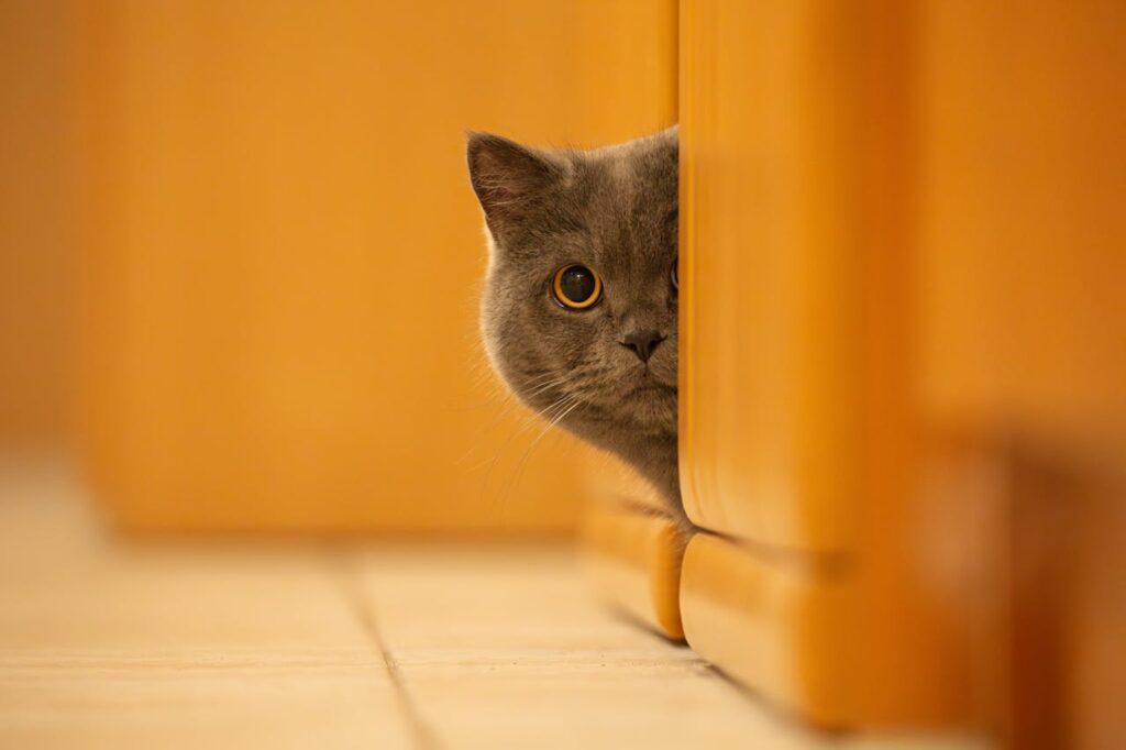 Cat hiding