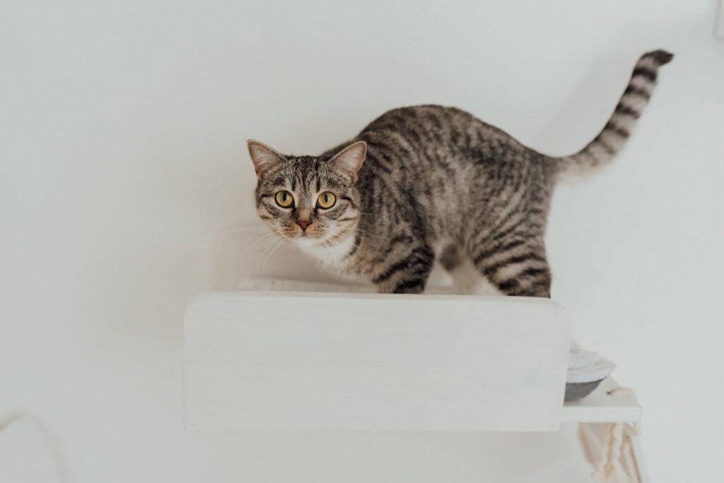 Tabby Cat