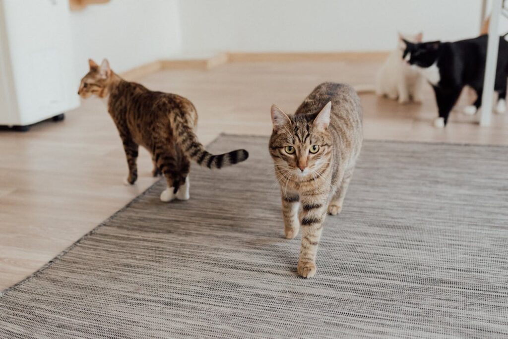 Tabby cat