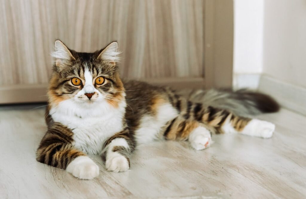 Norwegian Forest Cat