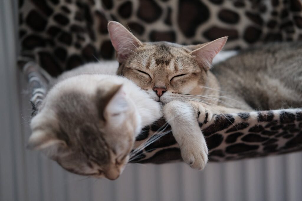 Tabby Cat