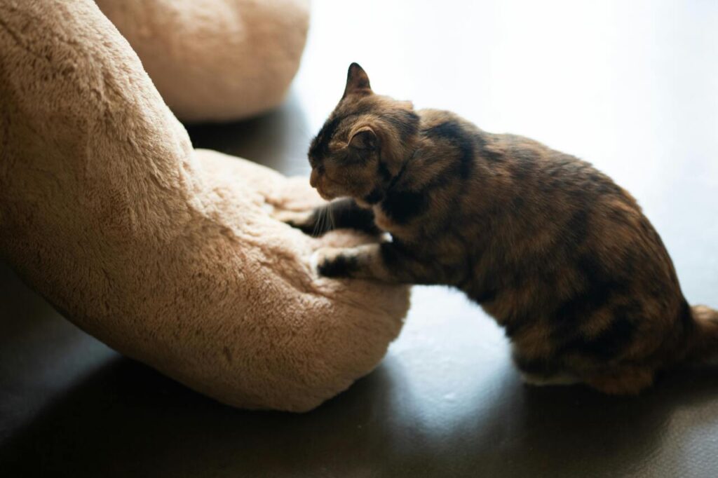 cat kneading