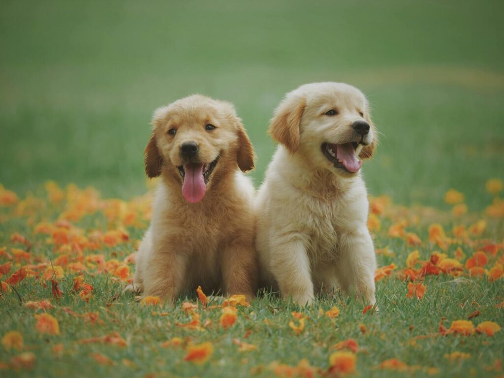 male and female dog
