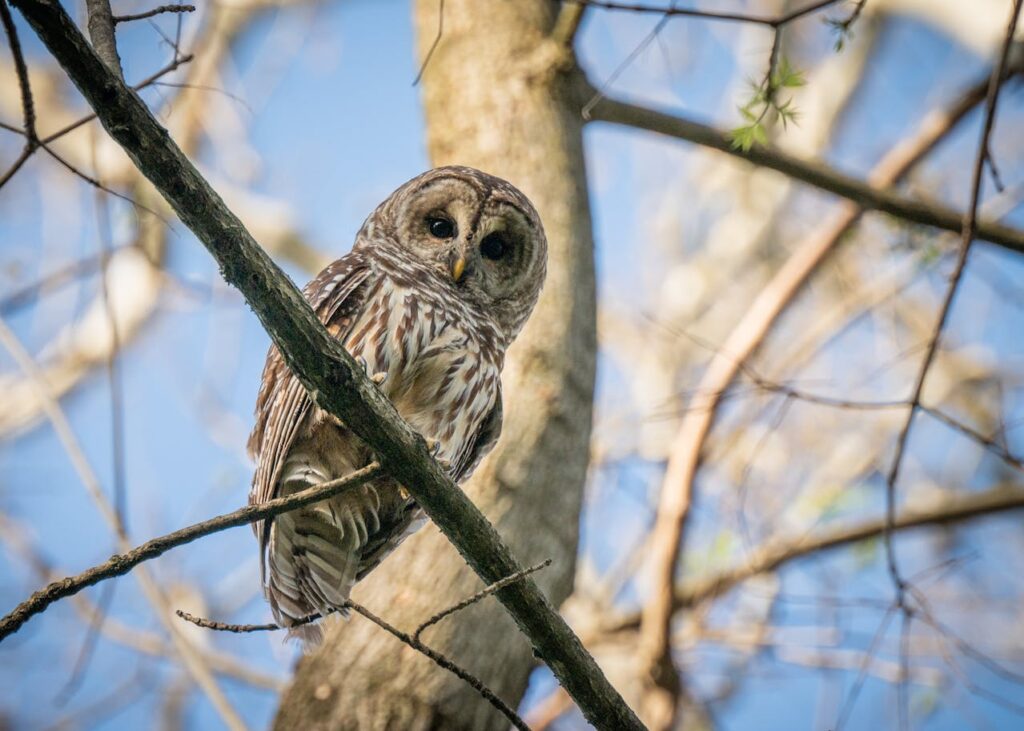 Barred Owl