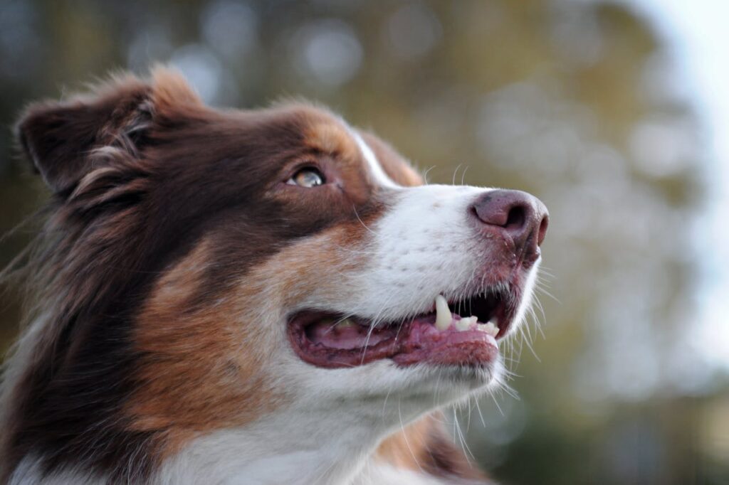 Australian Shepherd