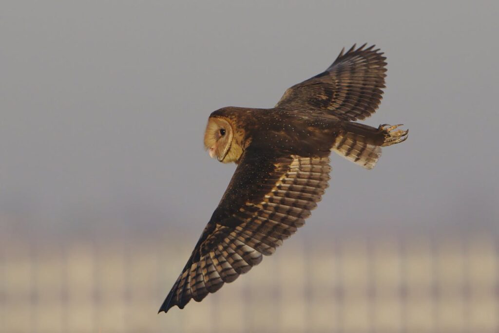 African Grass Owl