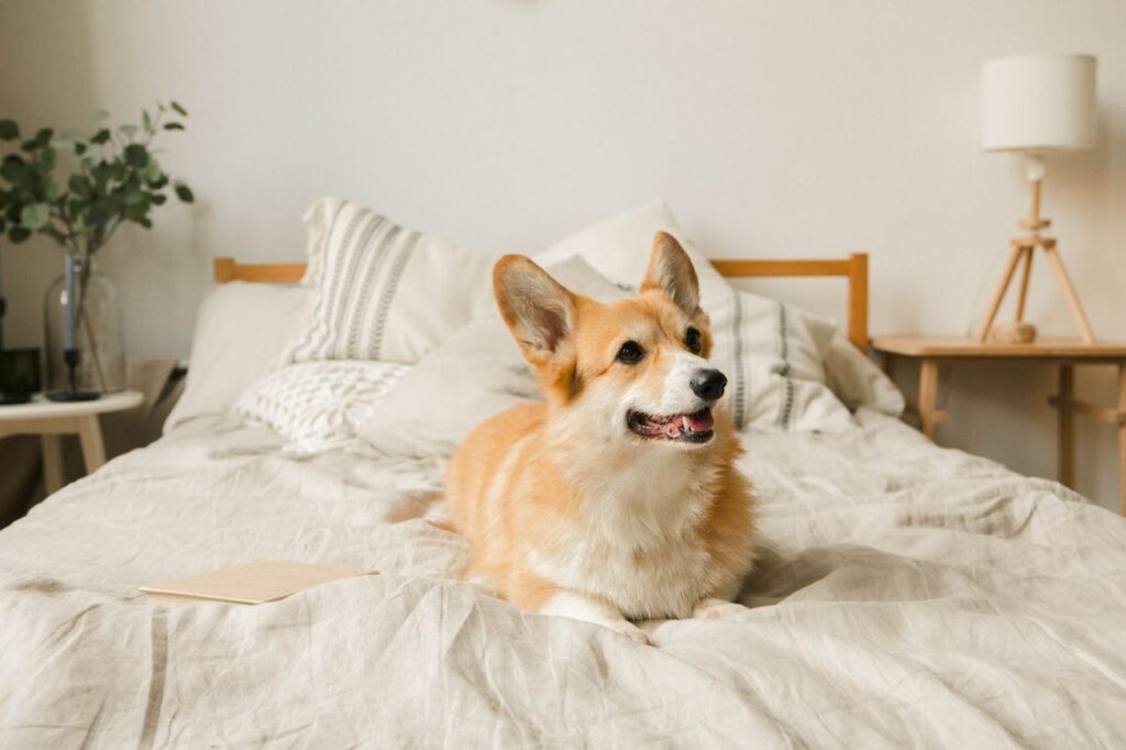 Dog on cozy bed