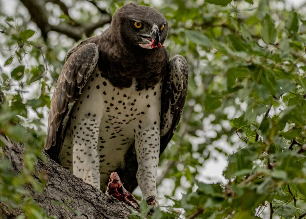 Martial Eagle