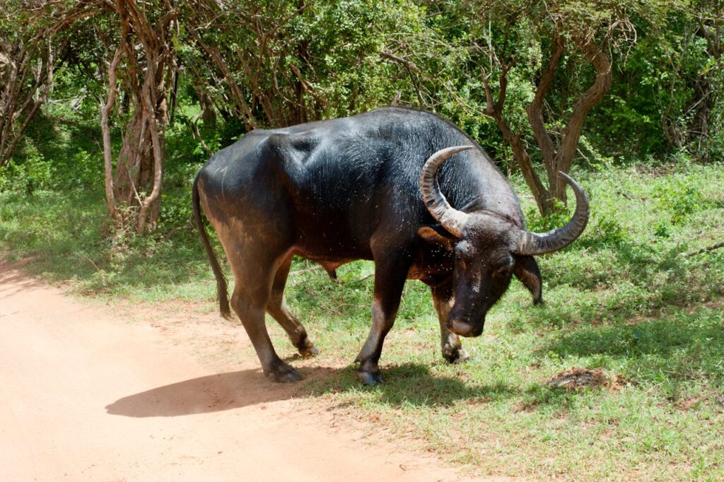 water buffalo