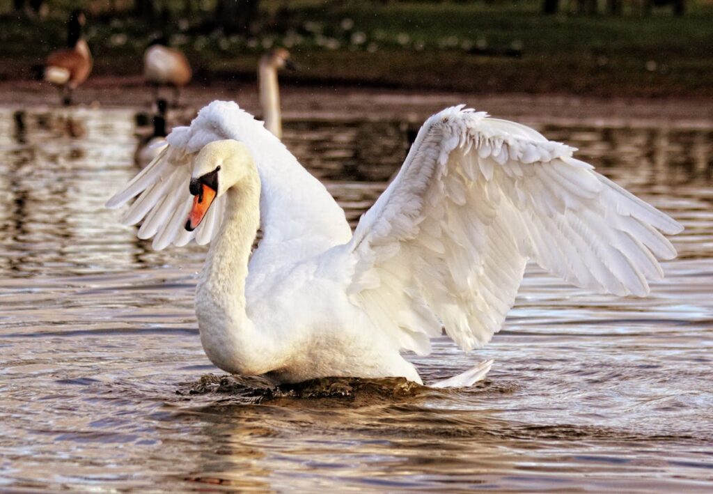 Mute Swan
