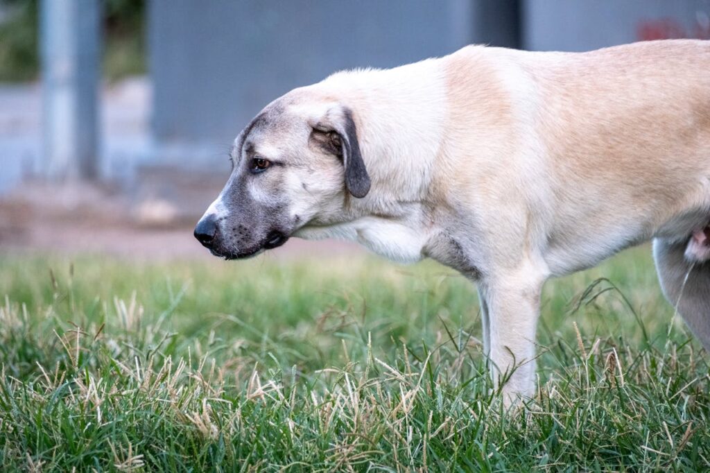 Anatolian Shepherd Dog