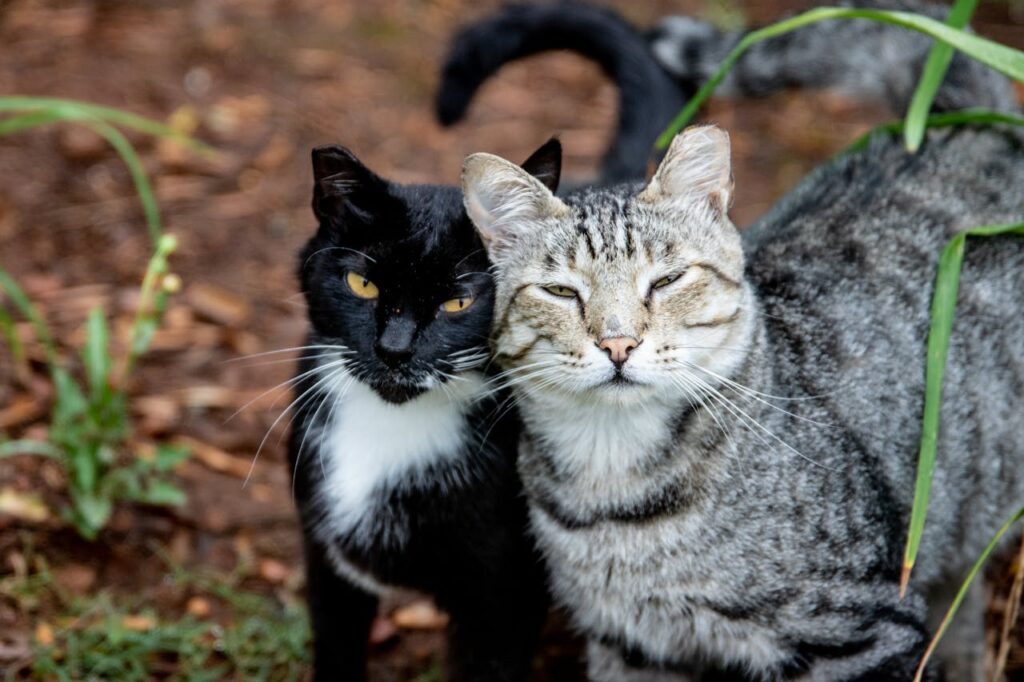 Tabby cat