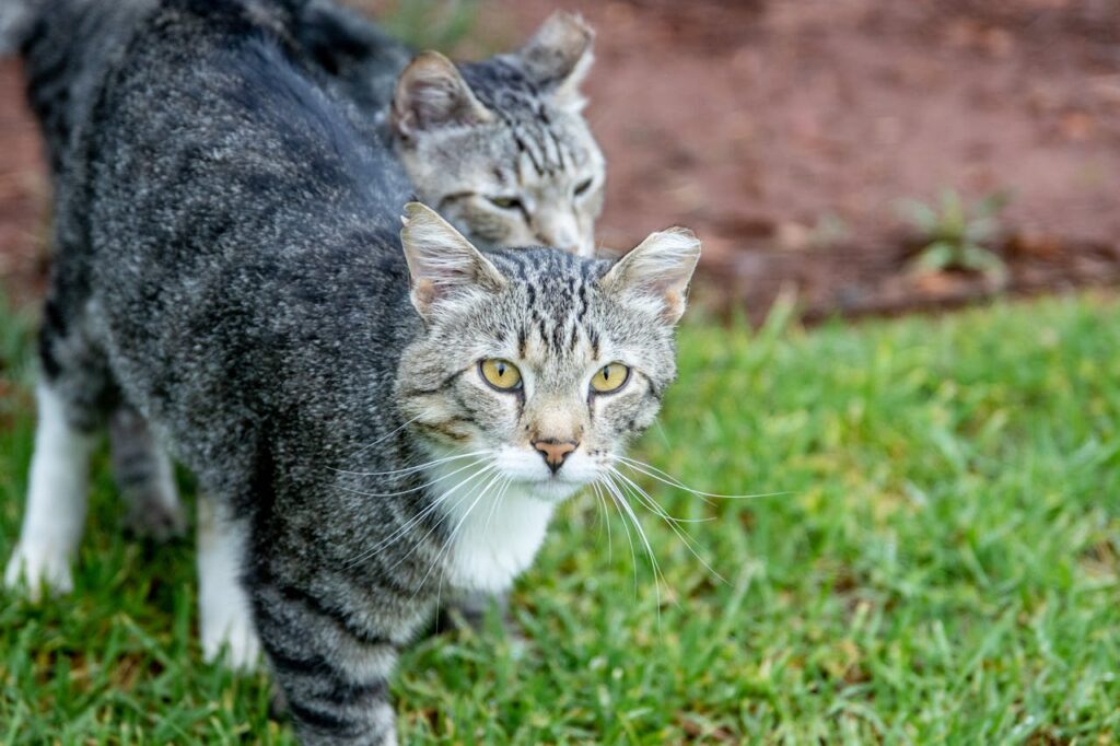 Tabby cat