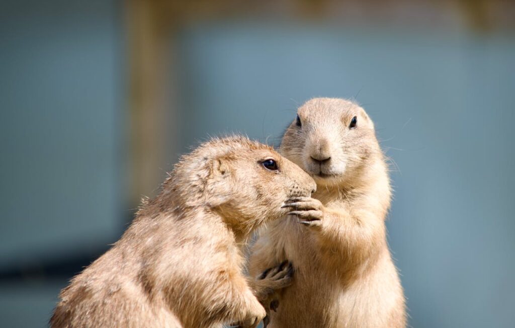 Prairie Dog
