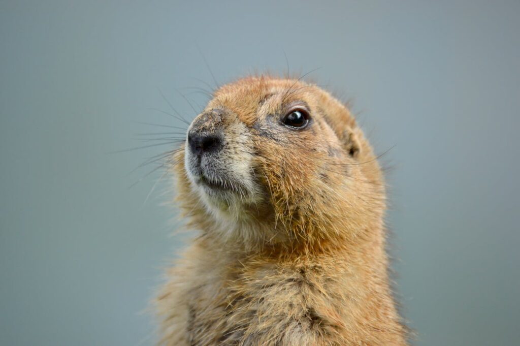 Prairie Dog