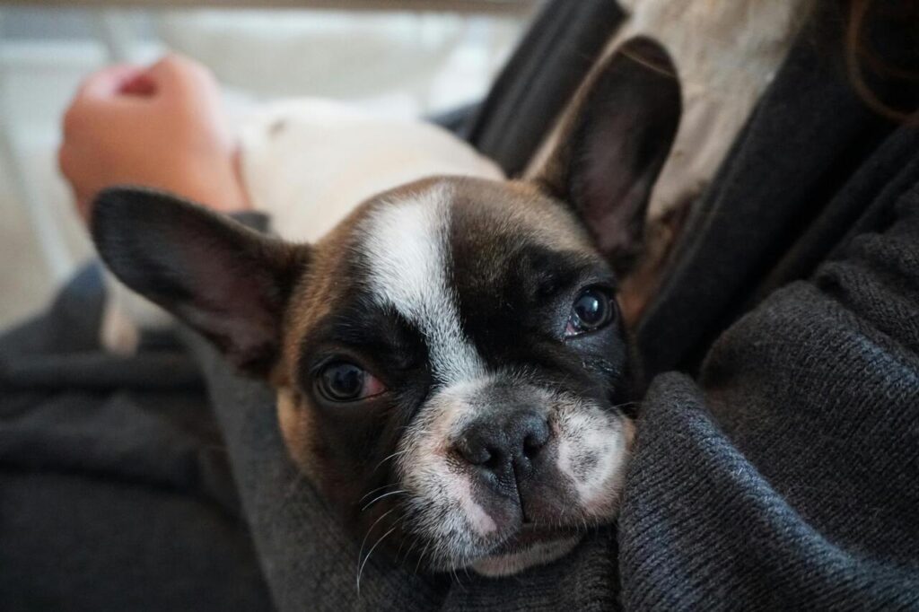 French bulldog