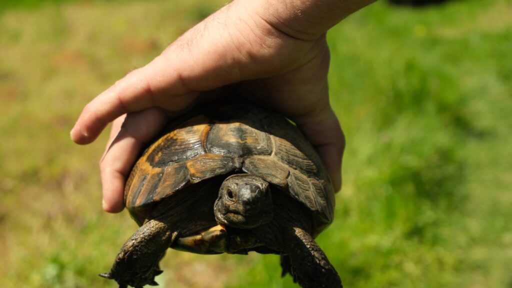 Rescued turtlle release into wild