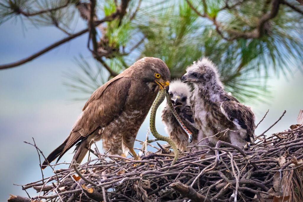 Eagle eating reptile
