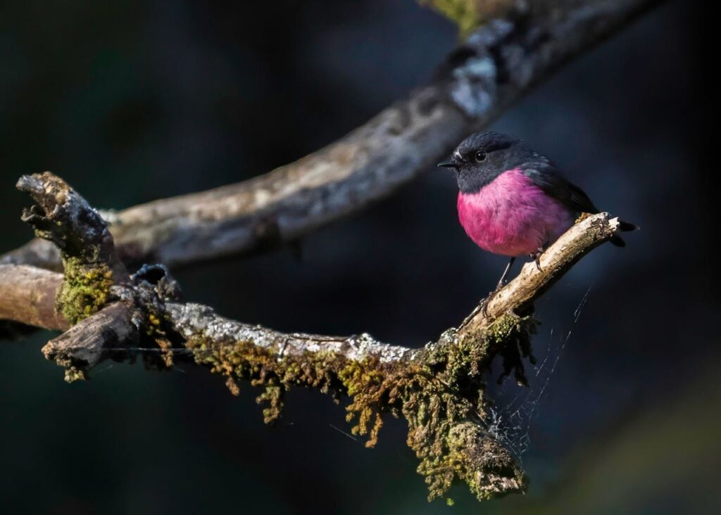 Pink Robin