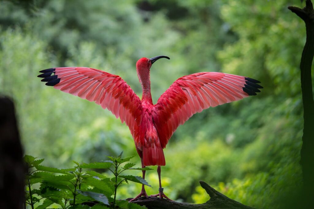 Scarlet Ibis