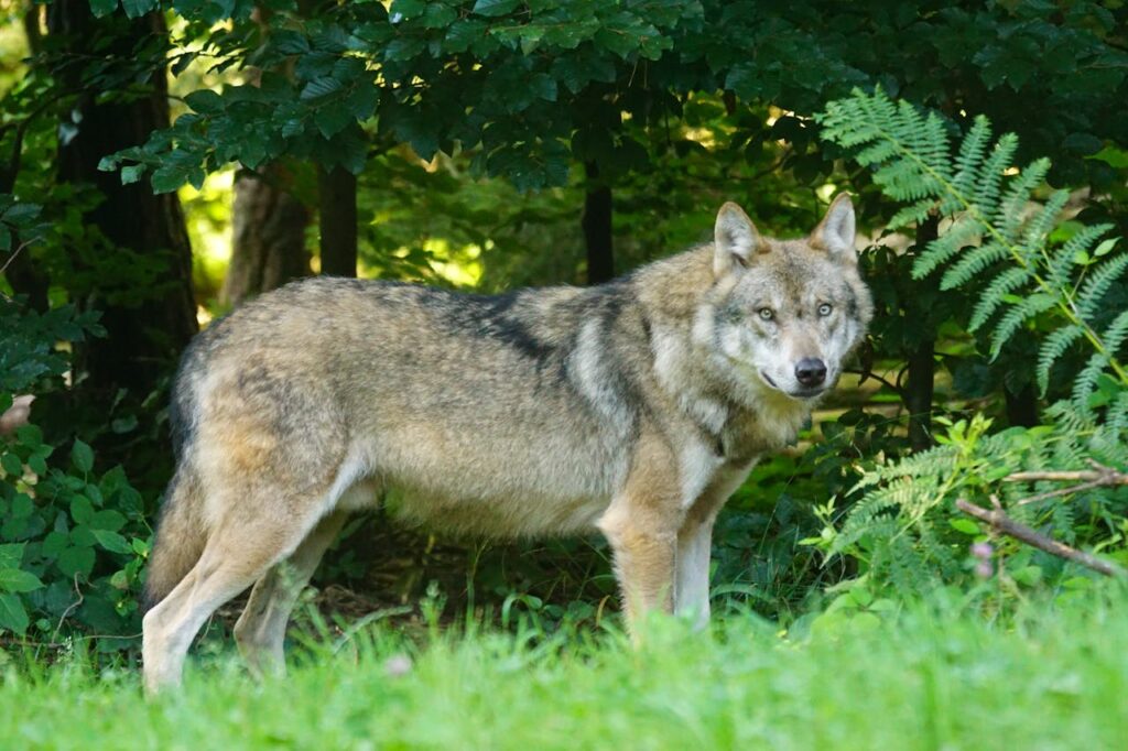 Wolf Hybrid